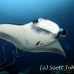 ray_manta_s_gll_h_0030_kom0878.jpg
